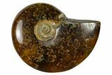 1 1/4 - 1 3/4" Polished Ammonite Fossils - Madagascar - Photo 2